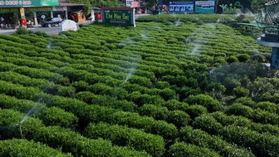 Thái Nguyên nghiên cứu chuyển đổi số toàn diện trong quản lý, sản xuất chè