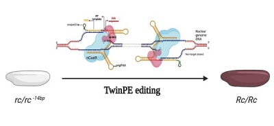Phát triển hệ thống chỉnh sửa gene Prime editing hiệu suất cao